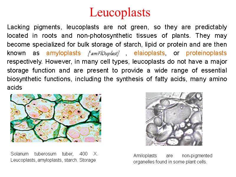 Leucoplasts Solanum tuberosum tuber, 400 X. Leucoplasts, amyloplasts, starch. Storage Amiloplasts are non-pigmented organelles